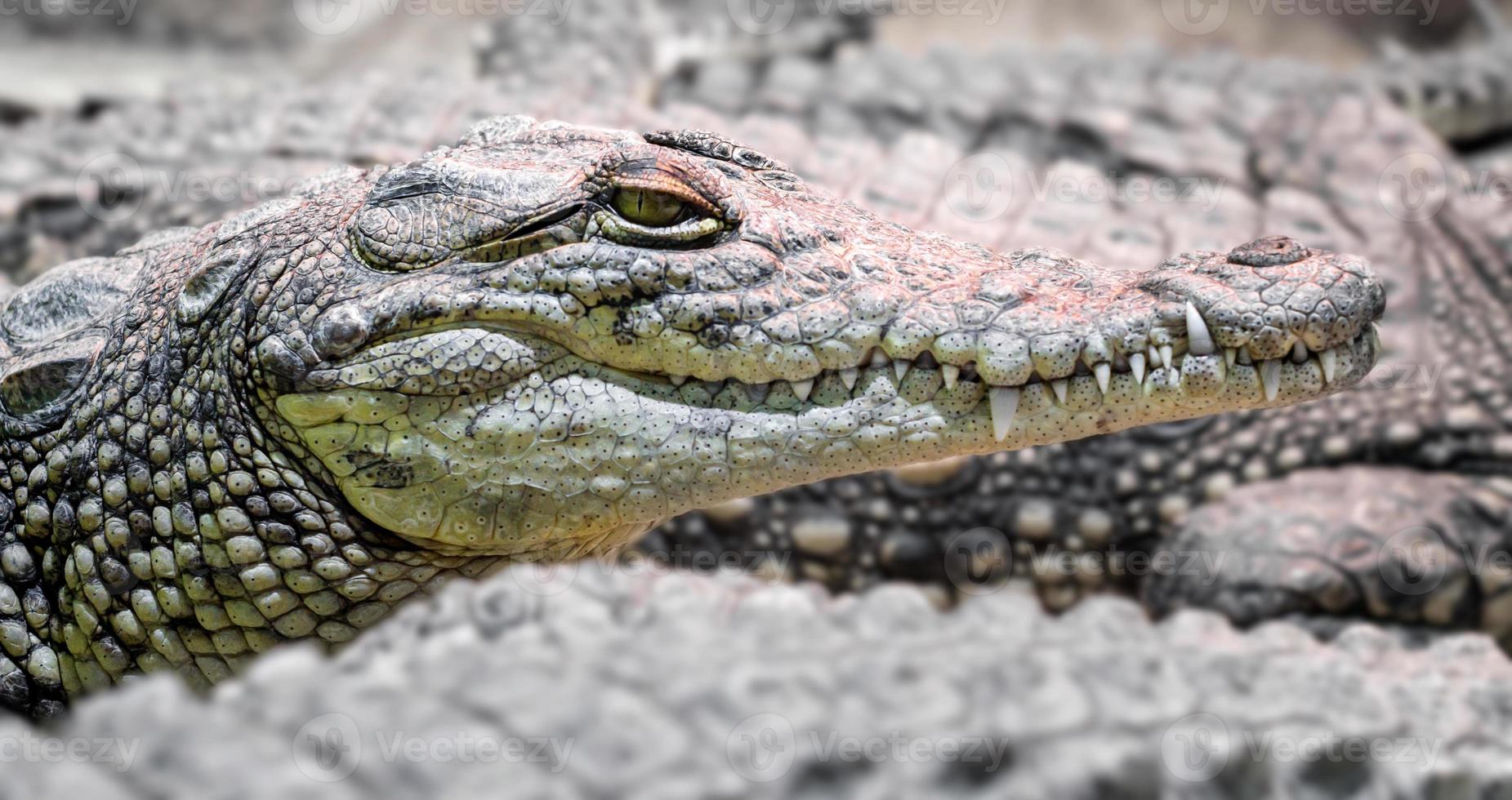 Plusieurs crocodiles alligator, reptiles carnivores dangereux se bouchent photo