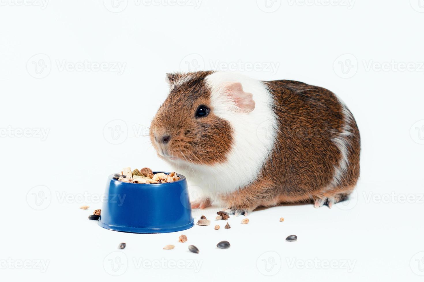 Cochon d'Inde blanc et brun mange sa nourriture dans un bol bleu sur fond blanc photo