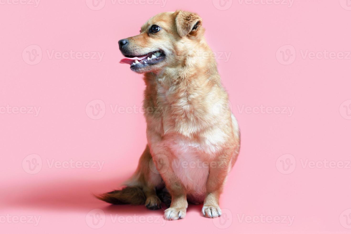 Joyeux chien rouge bâtard souriant sur fond de couleur rose photo