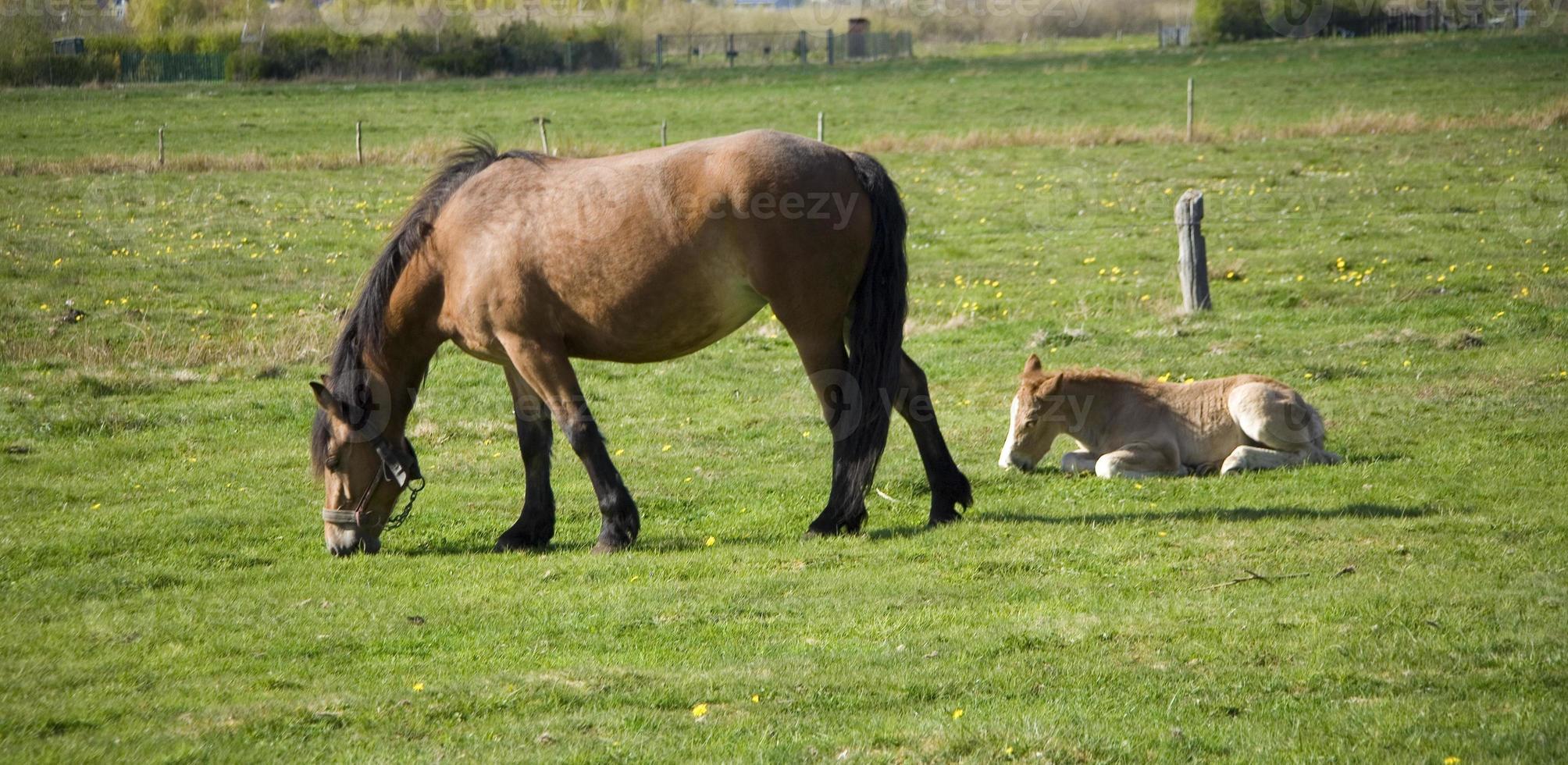 jument et poulain dans le Prairie photo