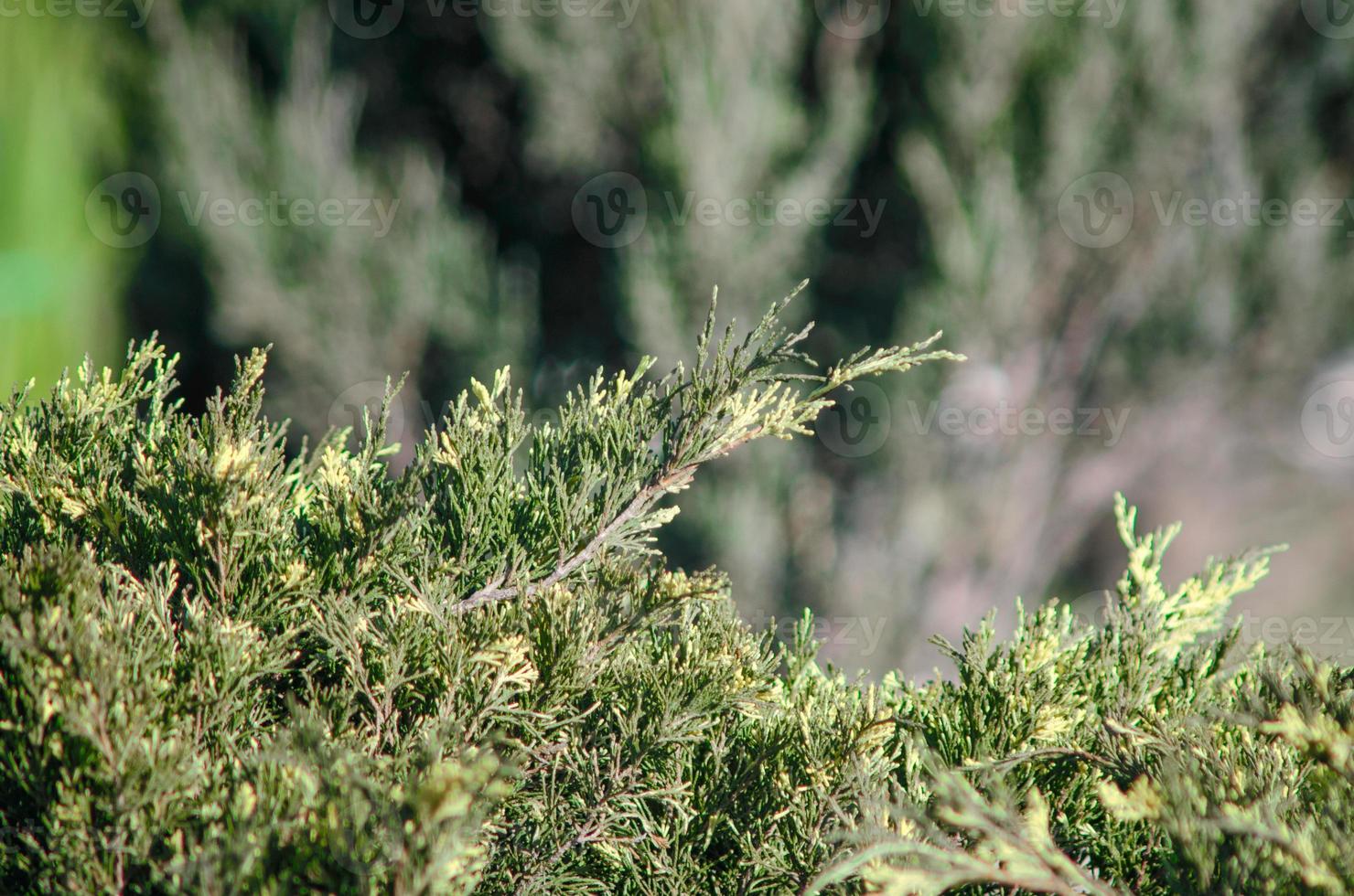 petit arbre vert se bouchent photo