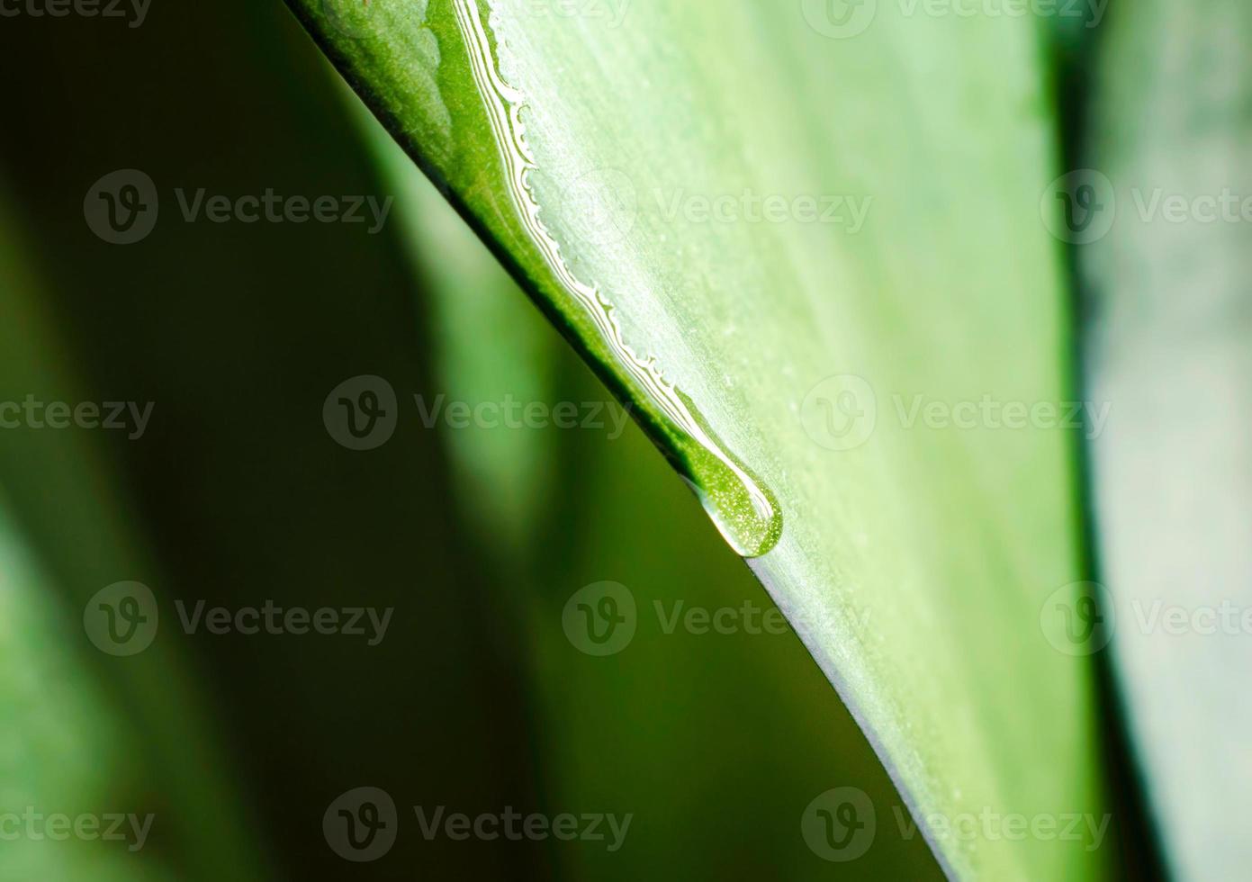 Goutte de rosée sur une feuille verte d'un fond de printemps macro plante photo