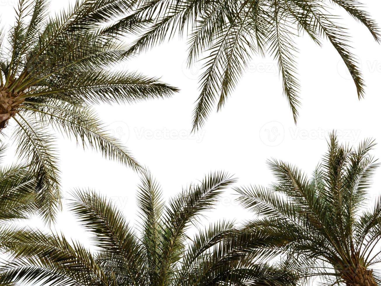 Modèle de branches de palmier sur fond blanc en Egypte photo