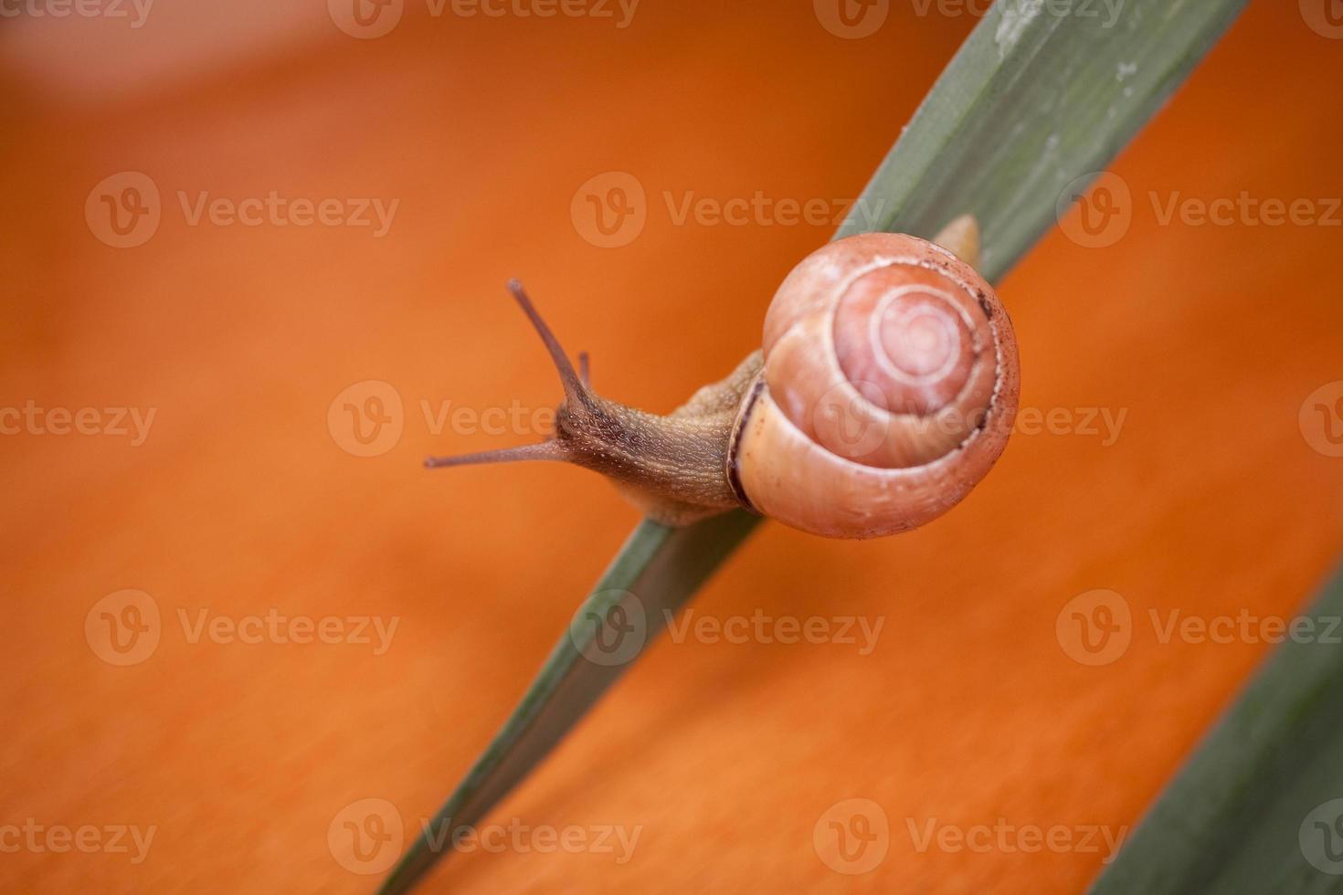 une petit escargot errant autour Jaune jonquilles photo