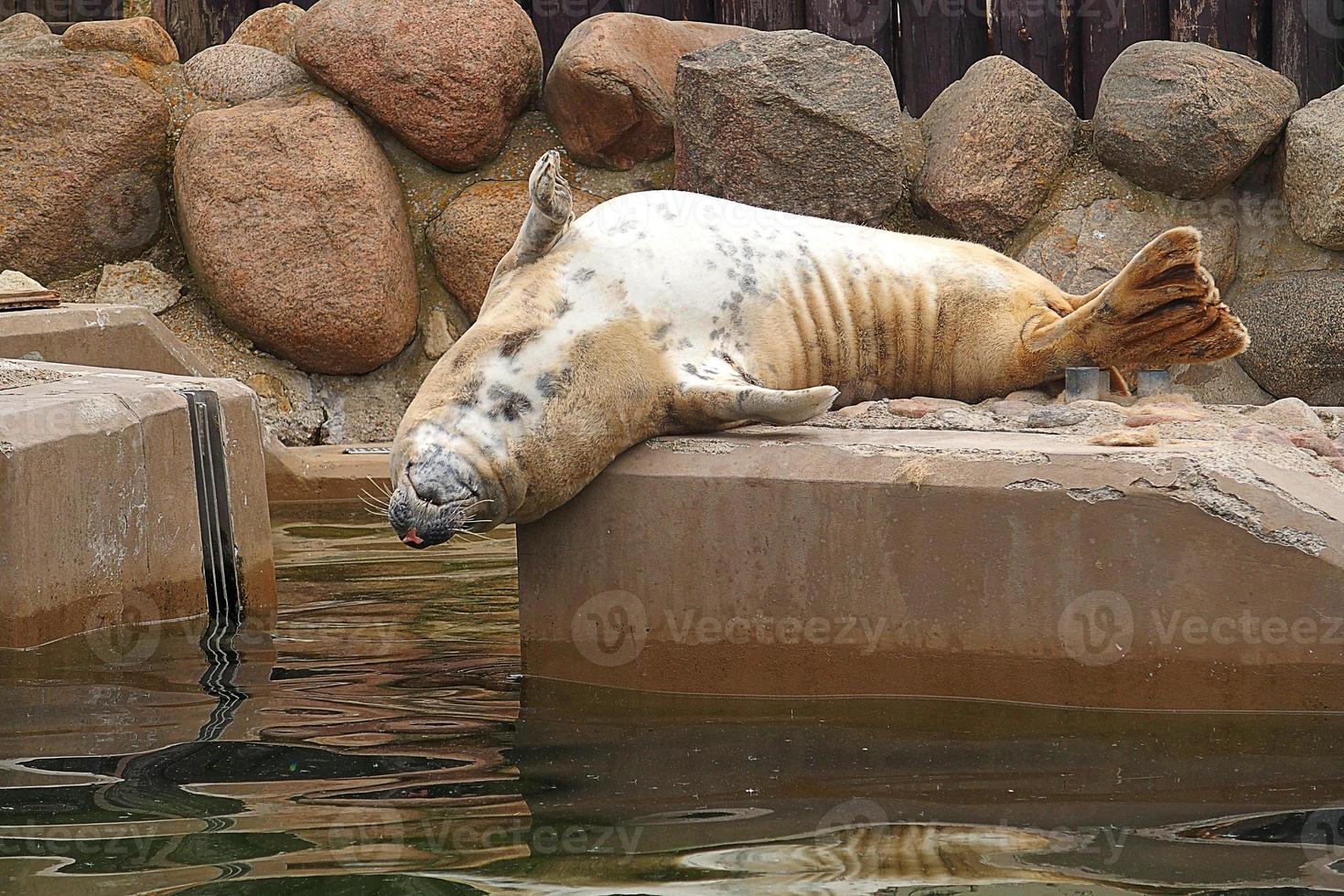 en jouant enregistré joint dans une zoo dans Pologne photo