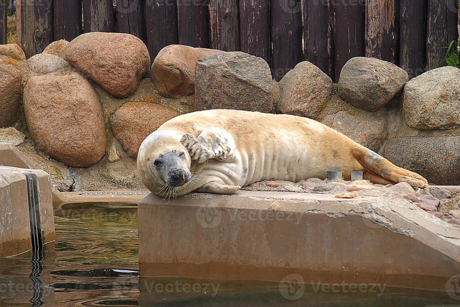 en jouant enregistré joint dans une zoo dans Pologne photo