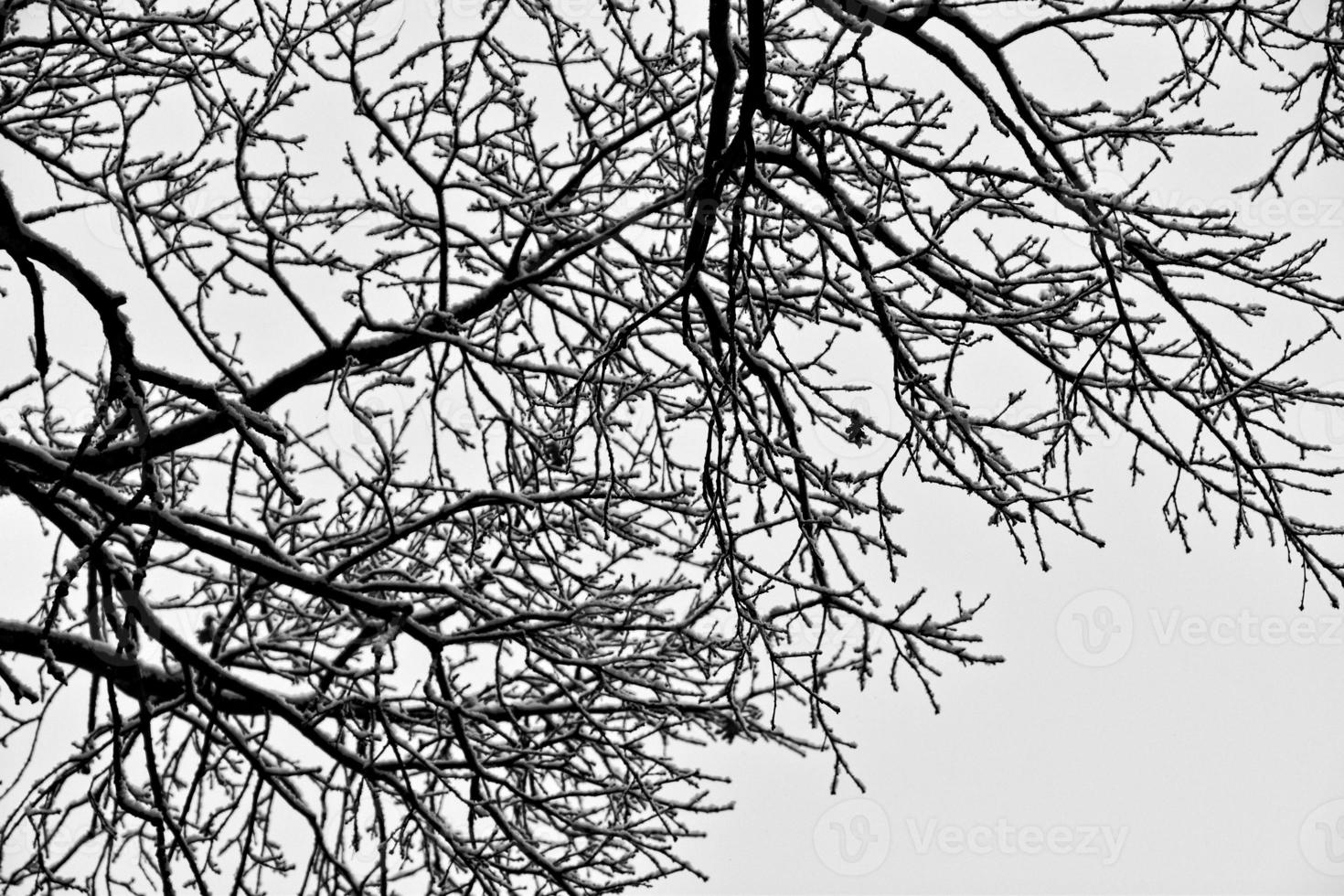 noir hiver arbre branches couvert avec blanc neige photo