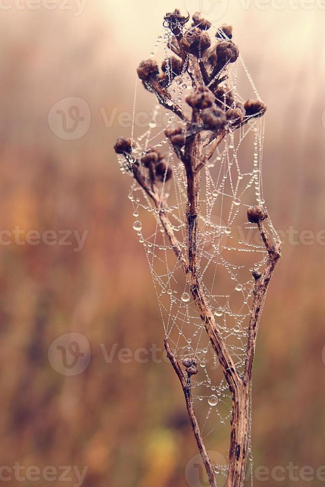 l'automne araignée la toile dans le brouillard sur une plante avec gouttelettes de l'eau photo