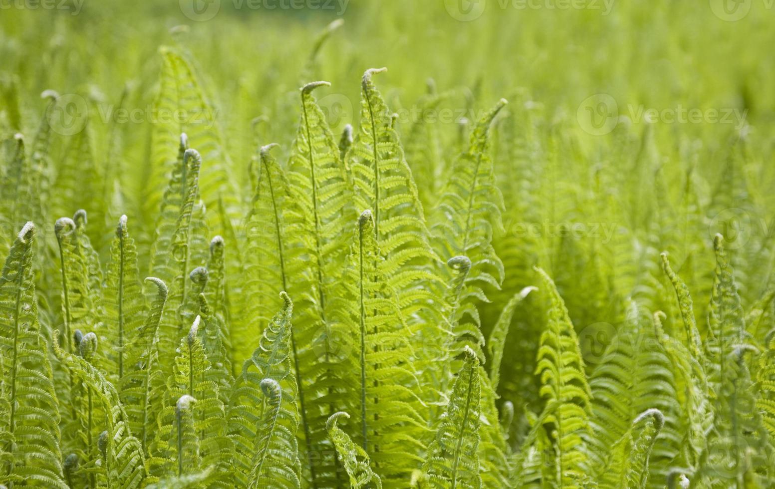 brillant vert Contexte avec Jeune printemps fougère feuilles photo