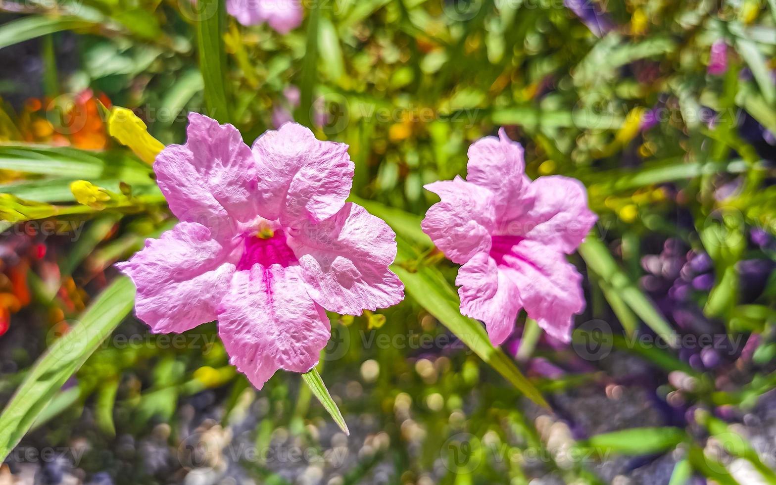 violet rose rouge fleurs fleurs les plantes dans tropical forêt la nature Mexique. photo