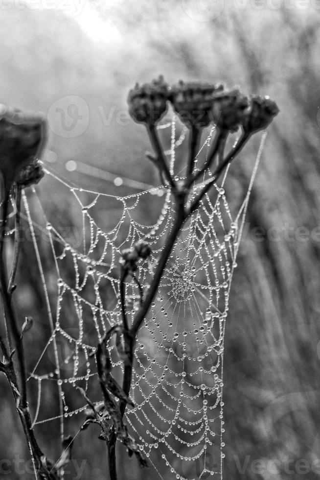 l'automne araignée la toile dans le brouillard sur une plante avec gouttelettes de l'eau photo