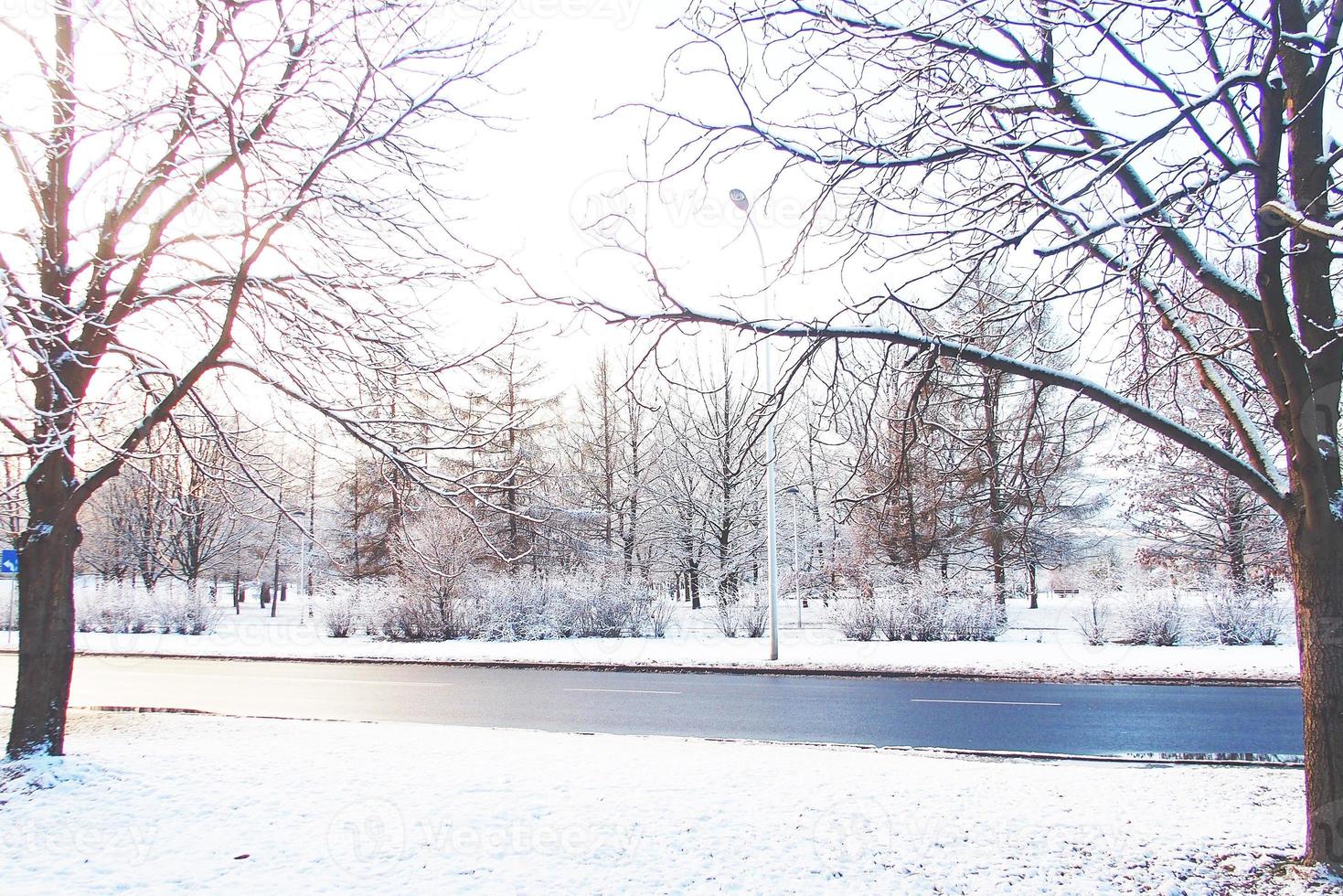 hiver paysage avec Frais neige et des arbres photo