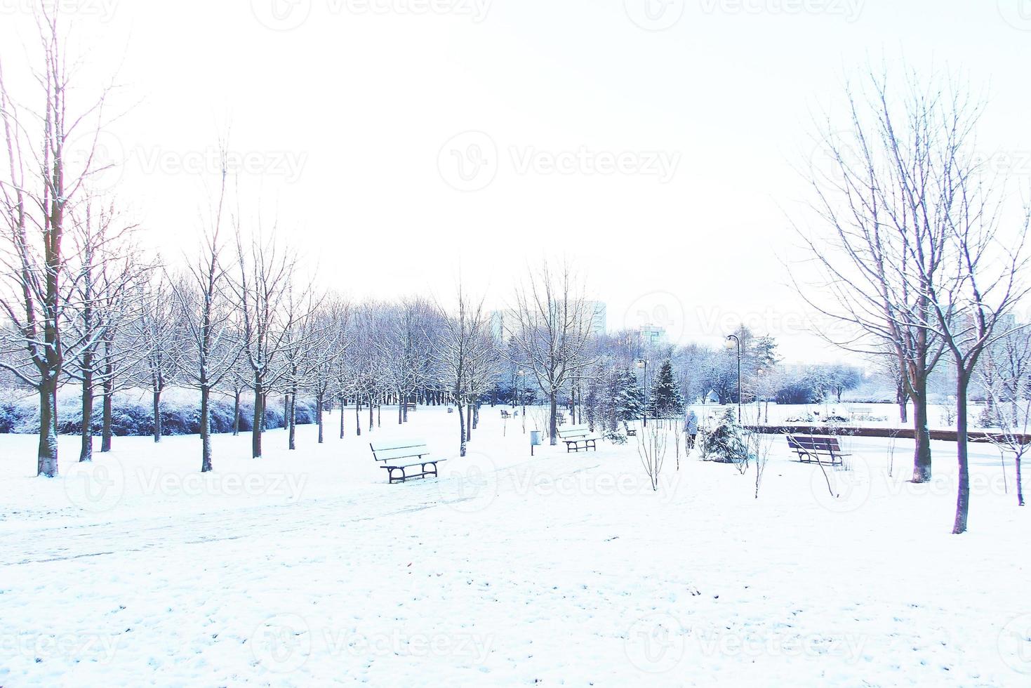 hiver paysage avec Frais neige et des arbres photo