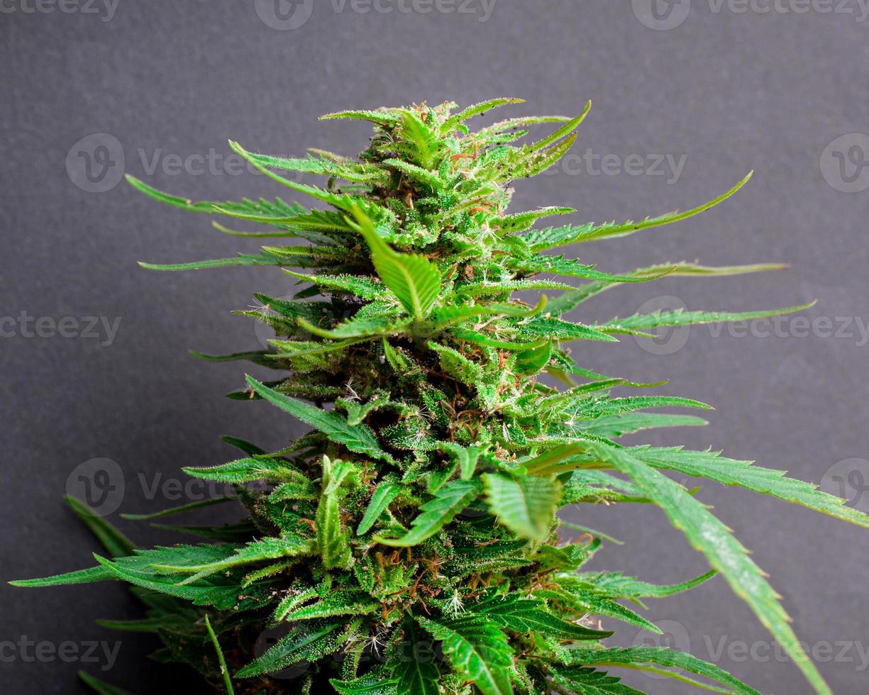 beau bourgeon de marijuana verte, gros plan de plante de cannabis. photo
