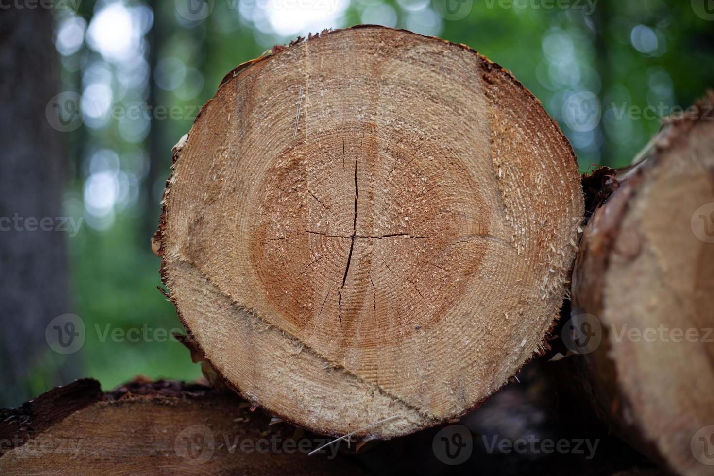 couper les arbres, concept de déforestation de protection de l'environnement. photo