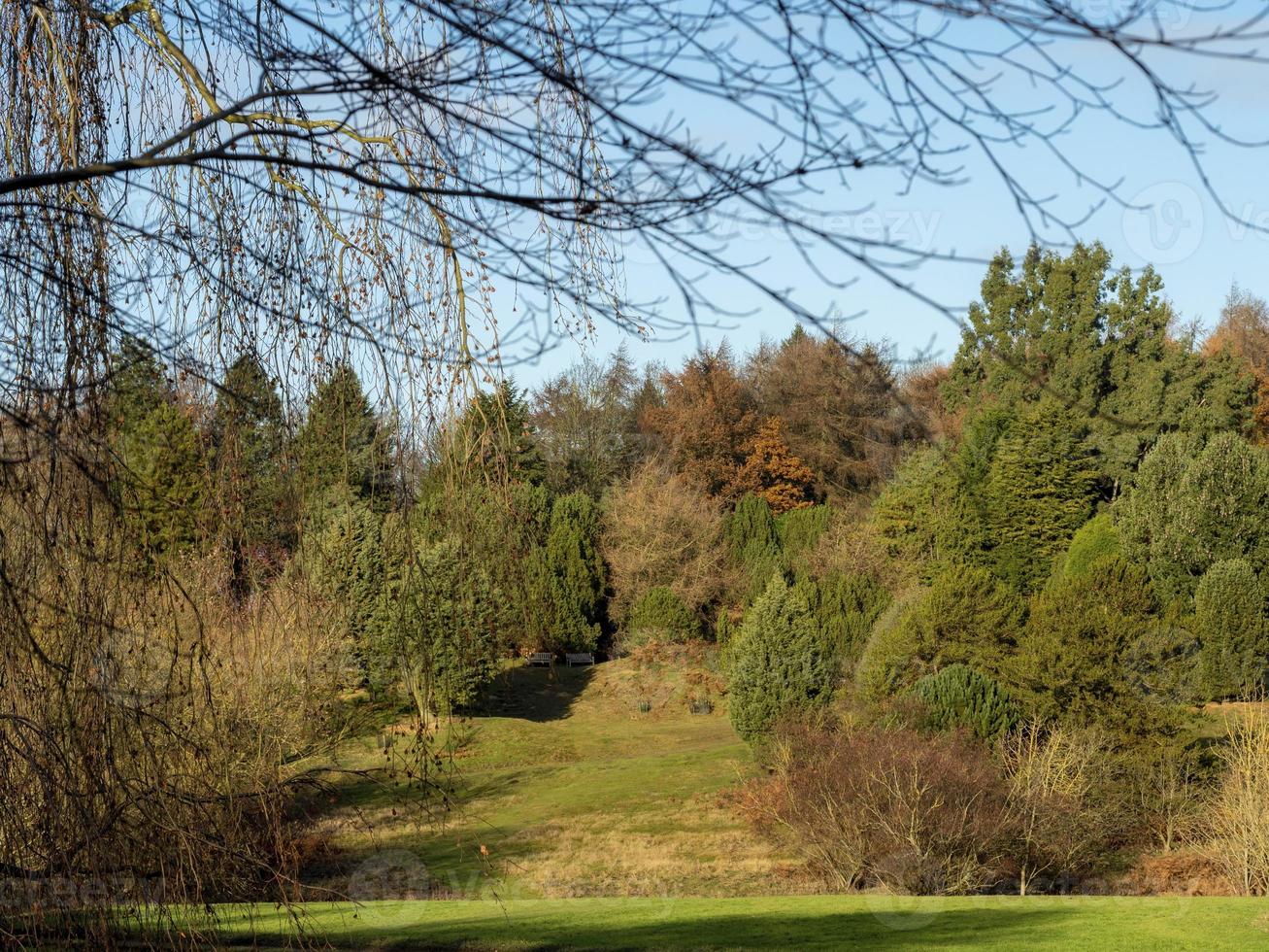 arbres sur une colline avec un beau feuillage d'automne photo