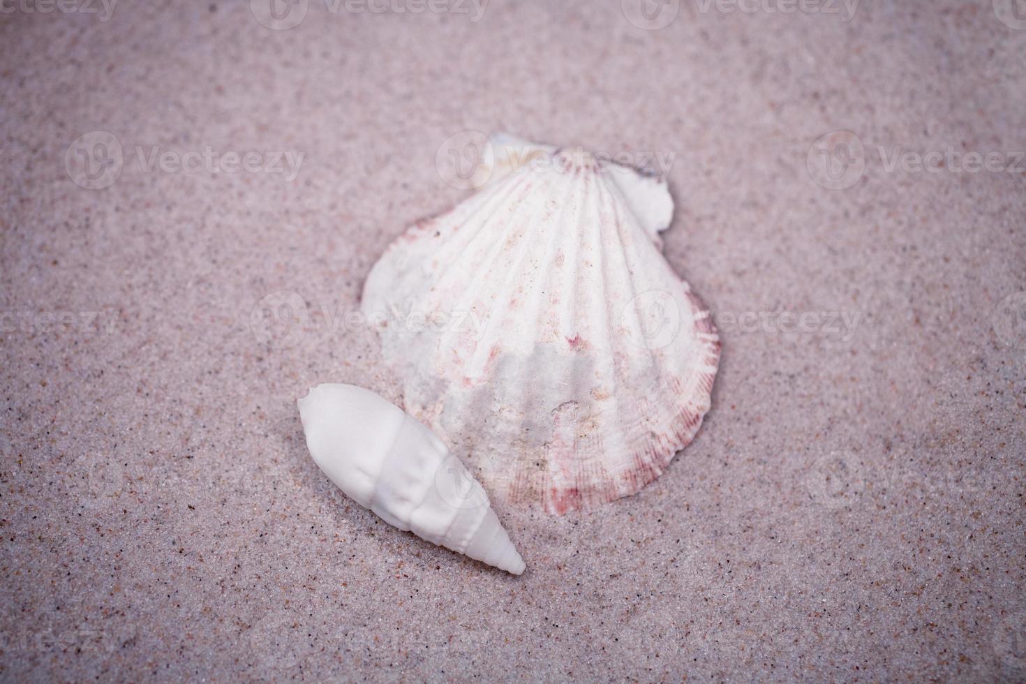 coquille le sable Contexte photo