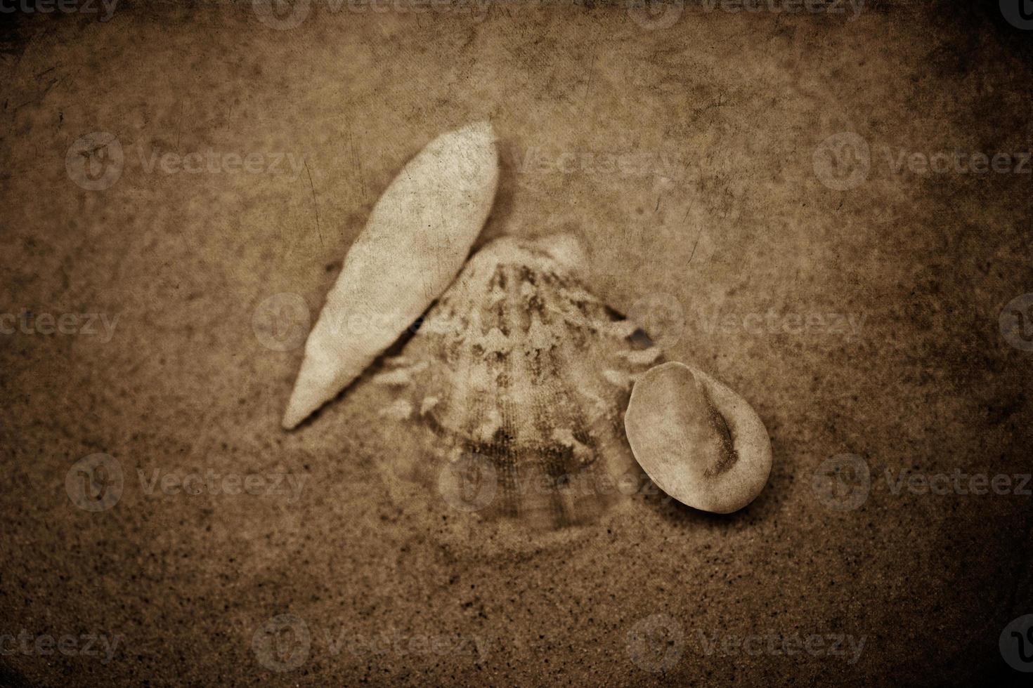 coquille le sable Contexte photo