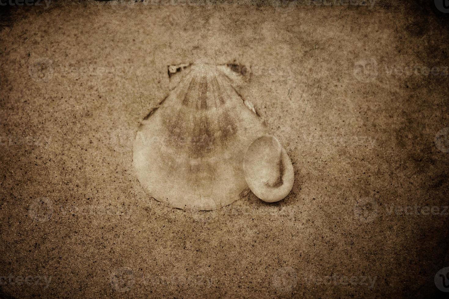 coquille le sable Contexte photo