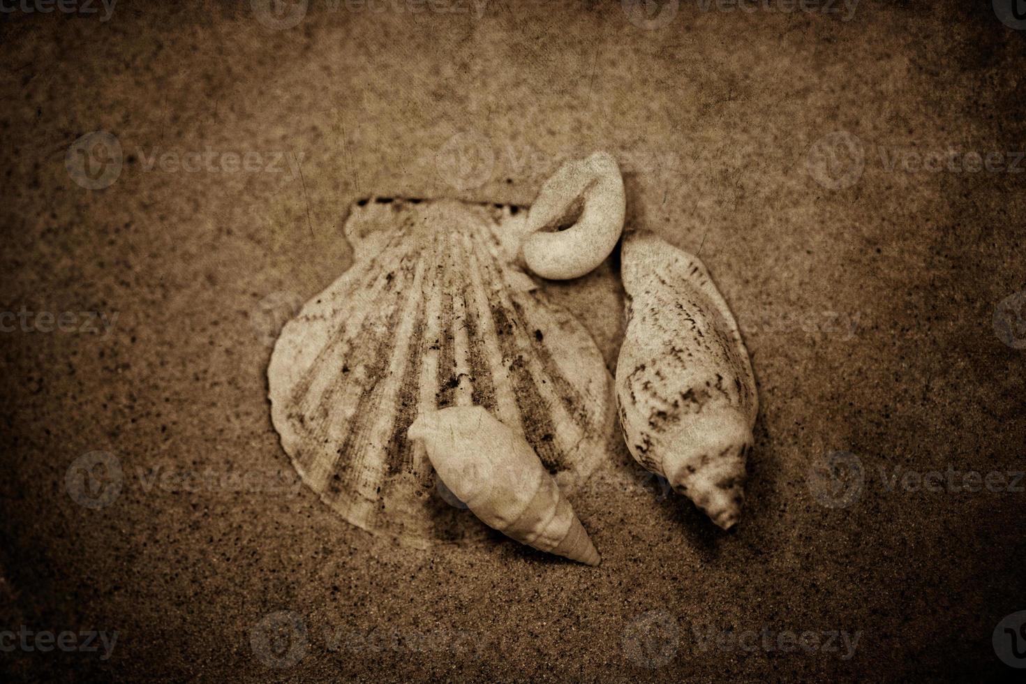 coquille le sable Contexte photo