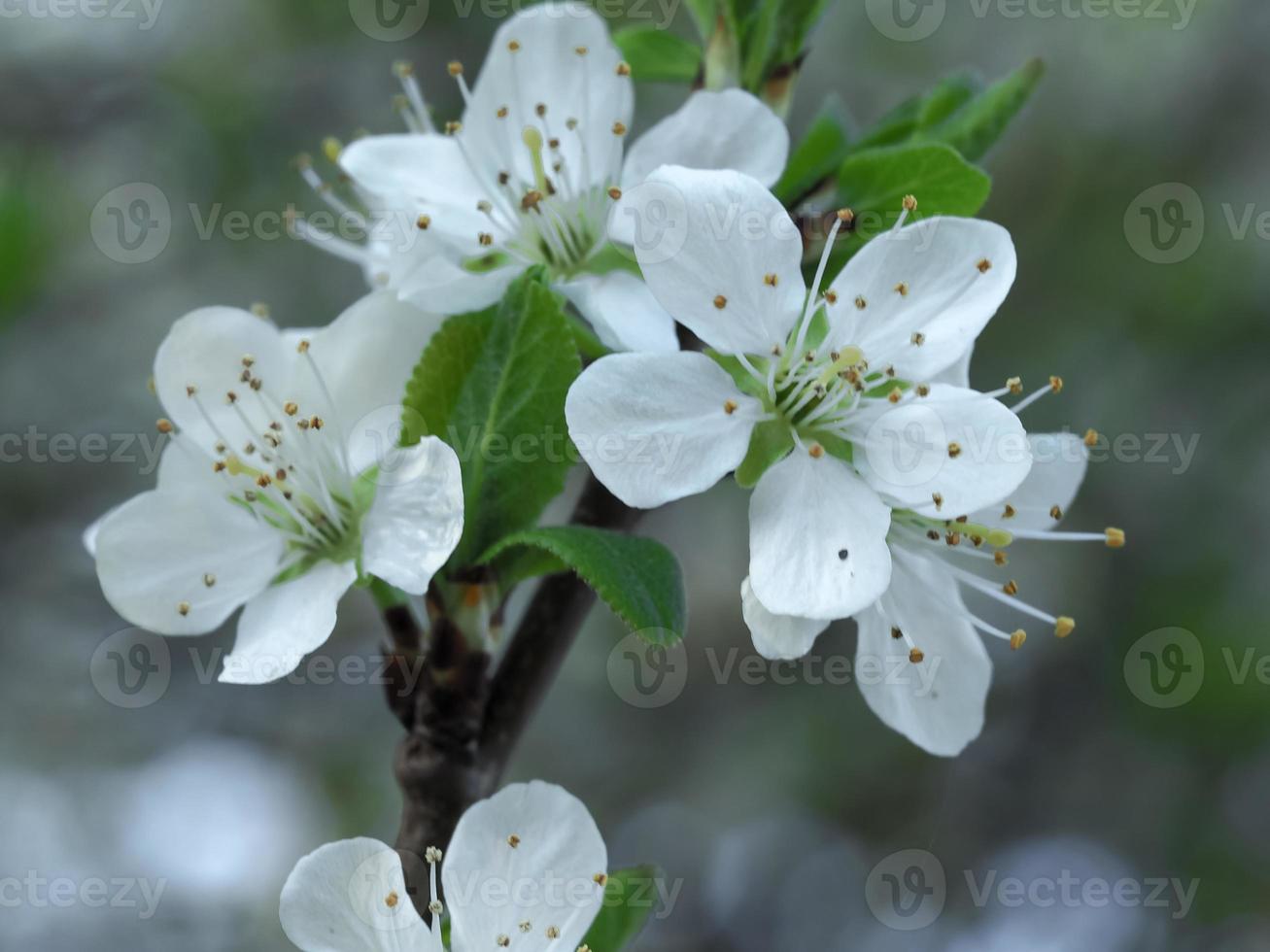 Fleur de prunellier blanc, Prunus spinosa, sur une branche d'arbre photo