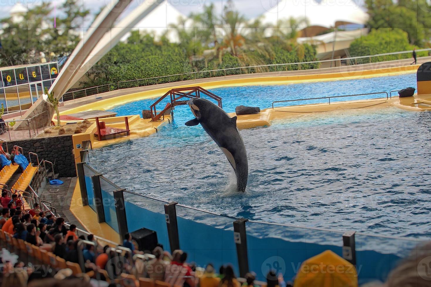 une spectacle de noir et blanc mammifères dans le zoo photo