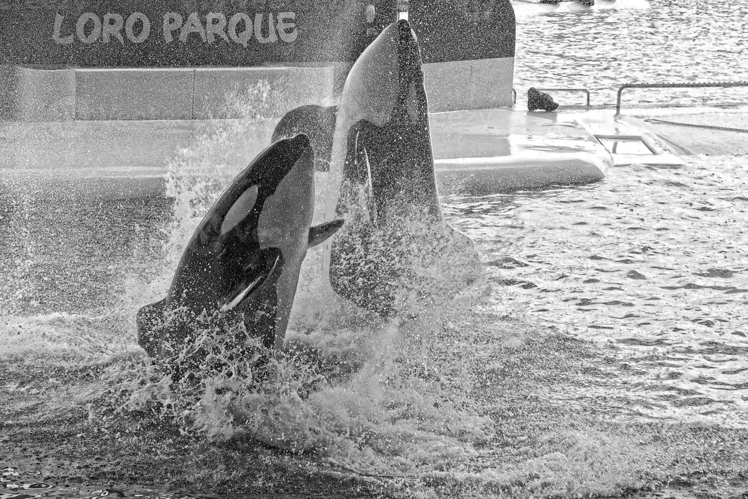 une spectacle de noir et blanc mammifères dans le zoo photo