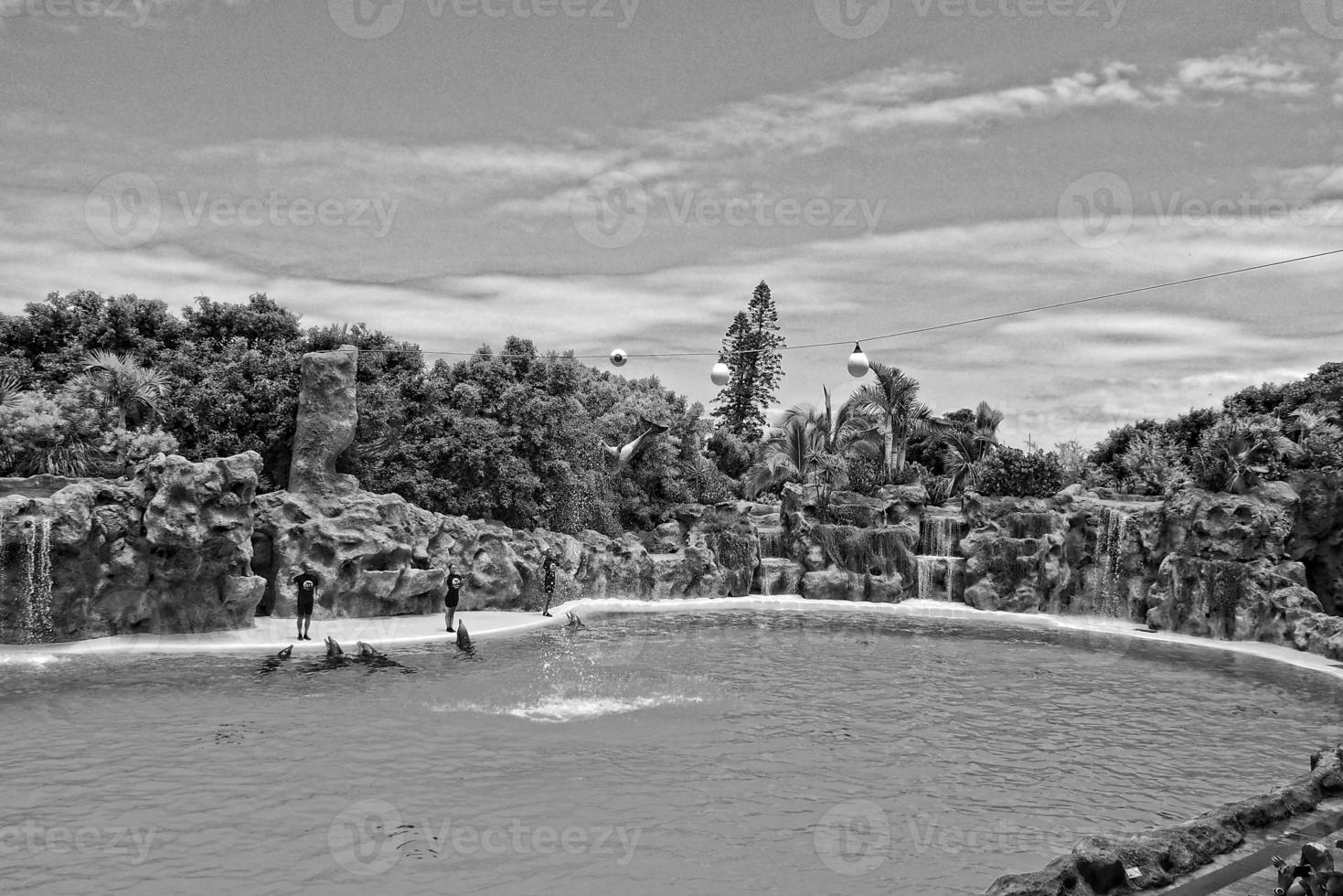 spectacle de formation une grand adulte dauphin mammifère dans une zoo parc sur une ensoleillé journée photo