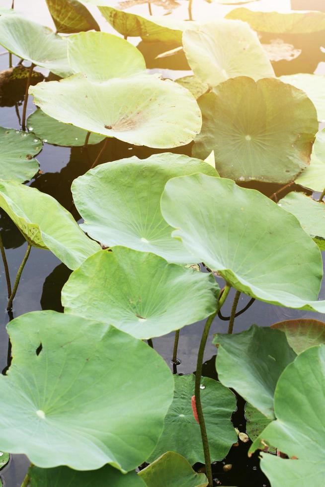 rose lotus bourgeon dans le étang avec Naturel lumière et rayon du soleil dans le l'eau lis fleurs jardin. photo