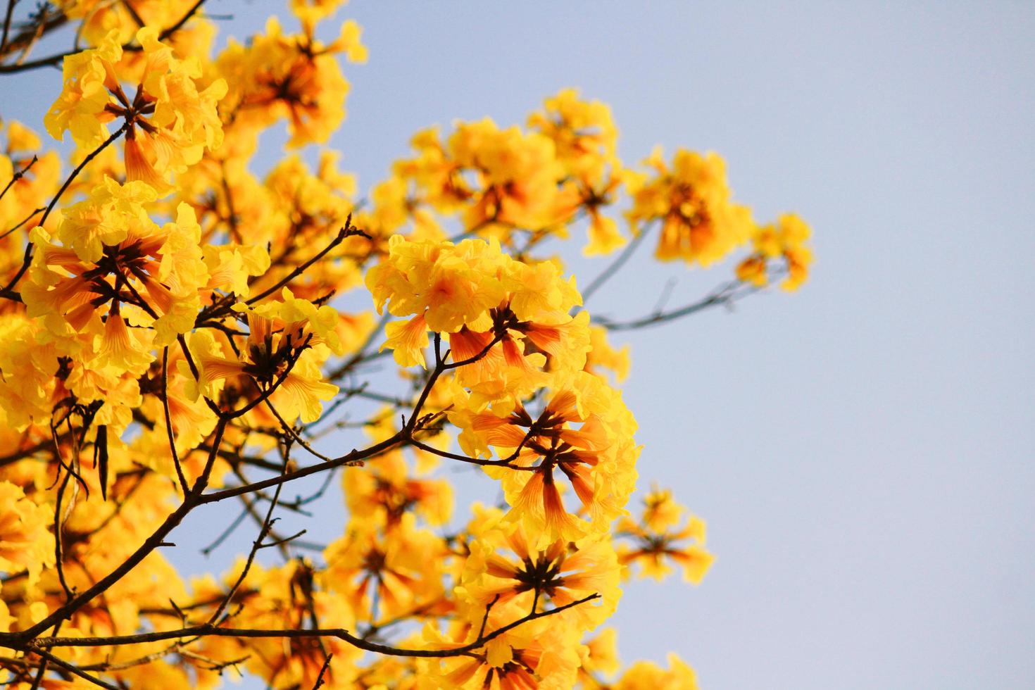 fleur nain d'or trompette fleurs avec bleu ciel. tabébuia chrysotriche fleurs photo