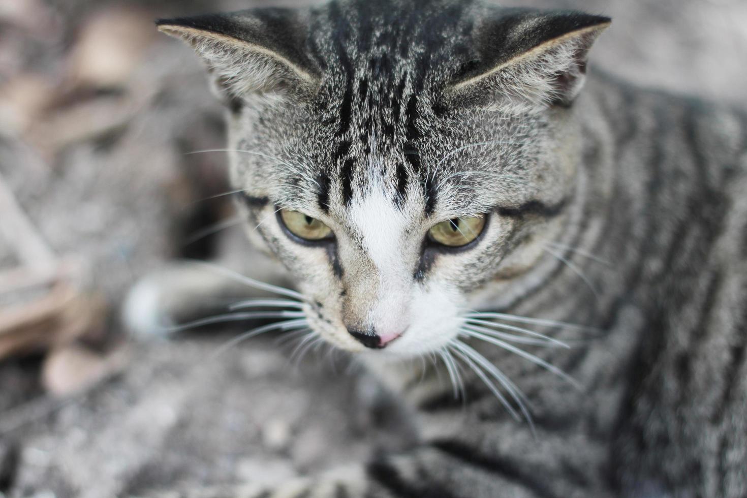 gris rayé chat prendre plaisir et se détendre sur sol sol dans jardin avec Naturel lumière du soleil photo