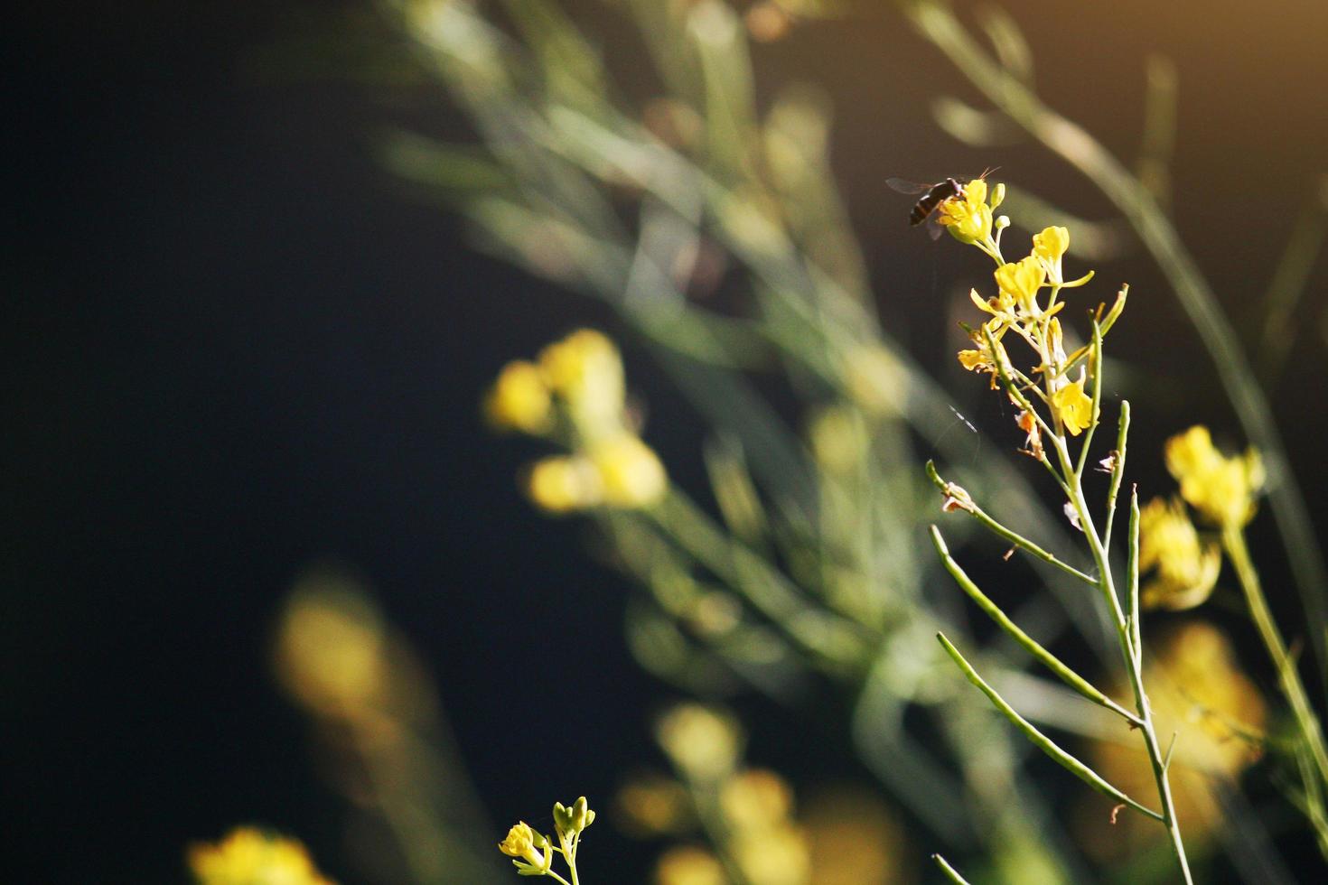 fleur Jaune herbe fleurs avec papillon et abeille dans Naturel lumière du soleil dans printemps. photo
