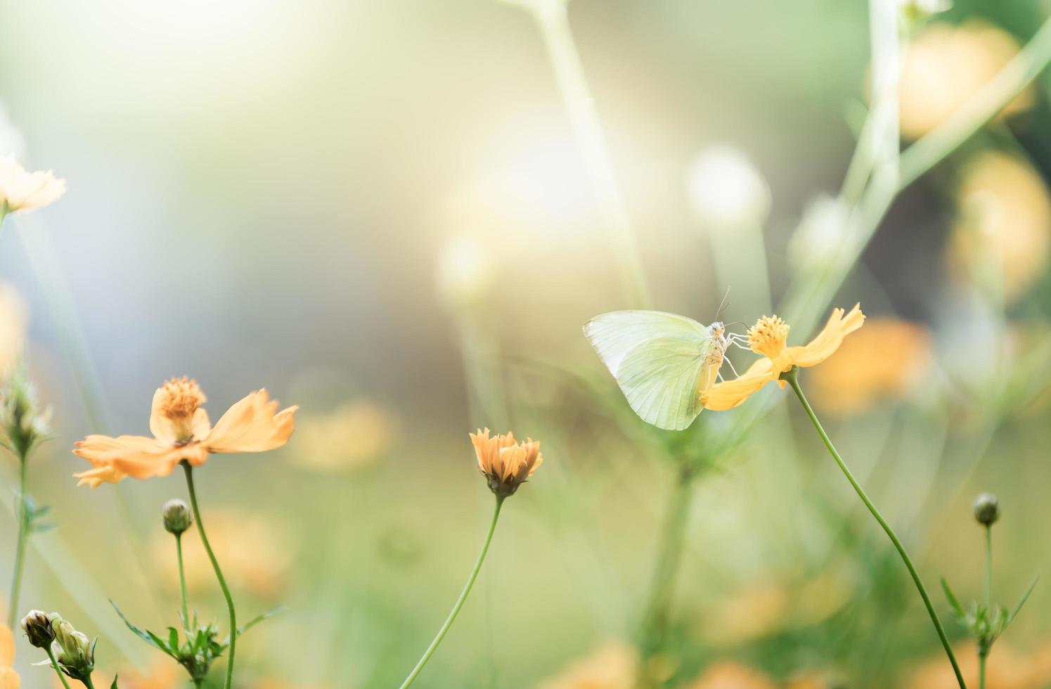 mignonne papillon sur Jaune cosmos fleur photo