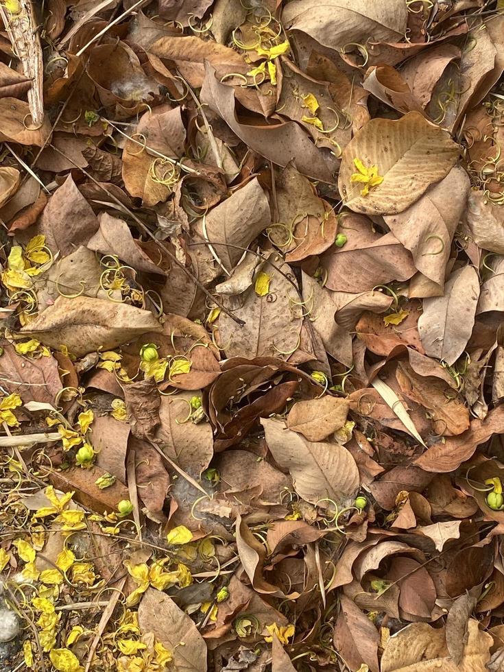 vieux séché marron feuilles et fleurs sur sol Contexte photo