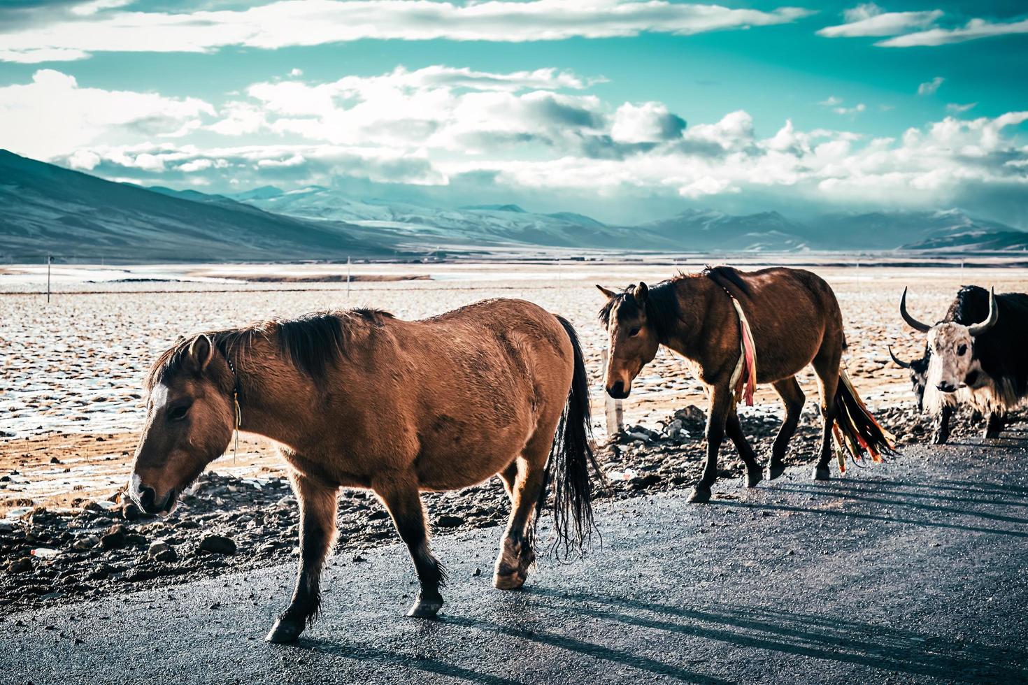 bétail sont de retour Accueil dans le montagnes de sichuan province, Chine photo