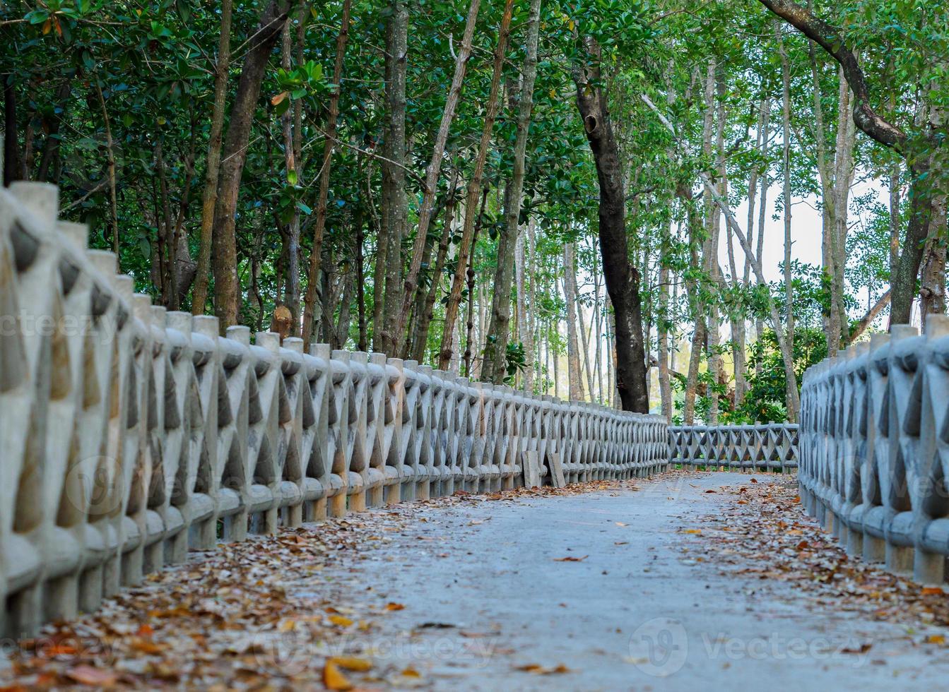 béton passerelle le long de le côte de le mangrove forêt photo