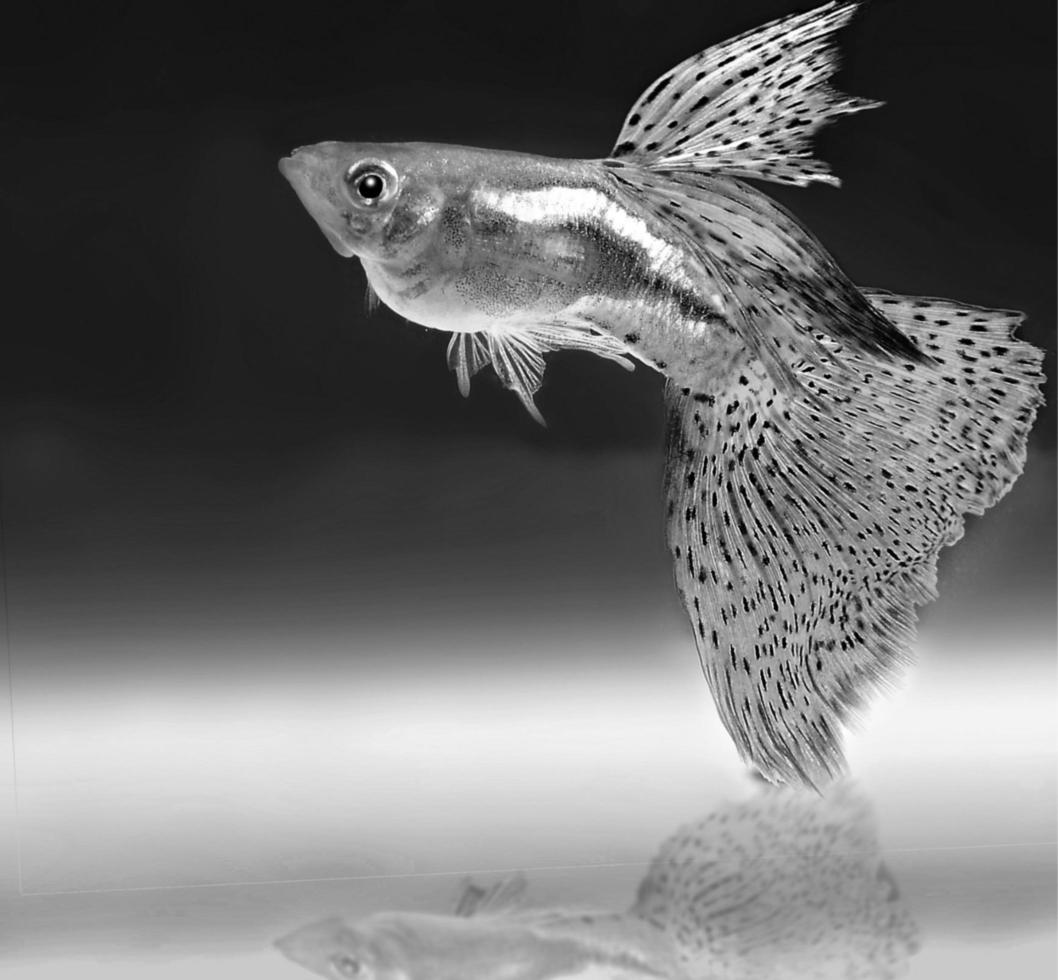 poisson dans l'eau Contexte photo
