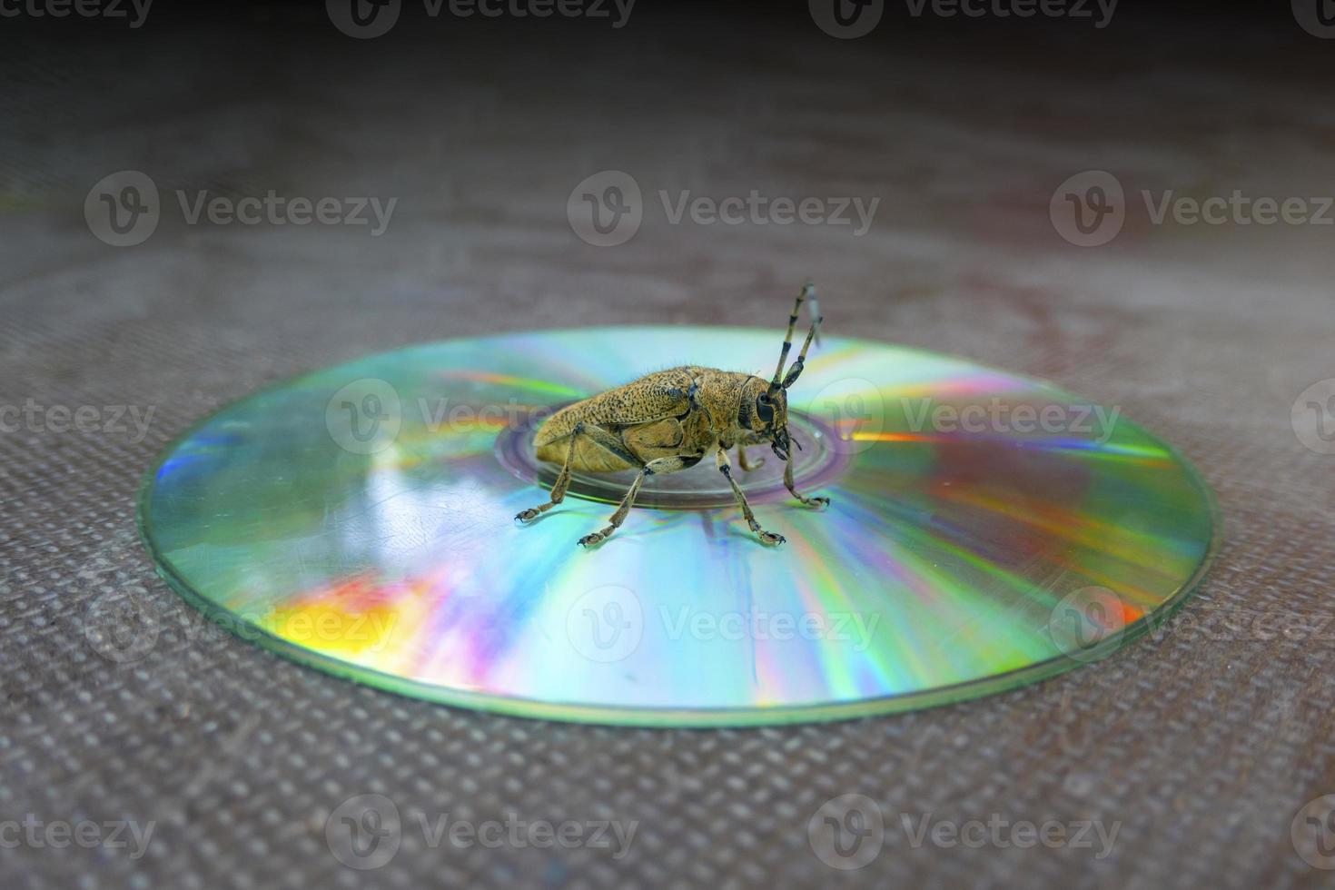 macro coup de longhorn scarabée - cerambycidae - séance sur une CD photo