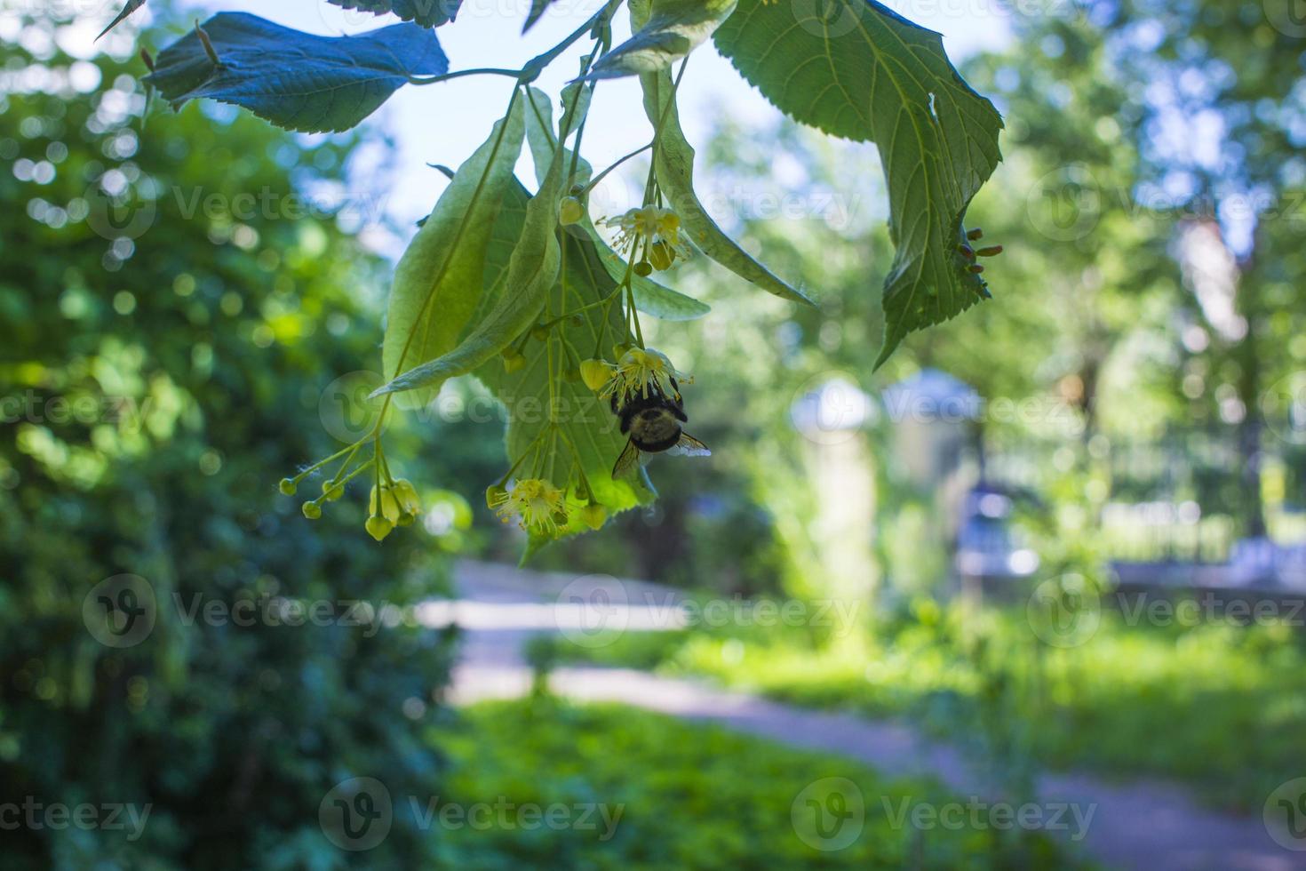 tilleul, tilleul arbre, tilleul ou citron vert arbre avec non soufflé fleurir. tilia arbre est Aller à floraison. une abeille se rassemble citron vert mon chéri photo