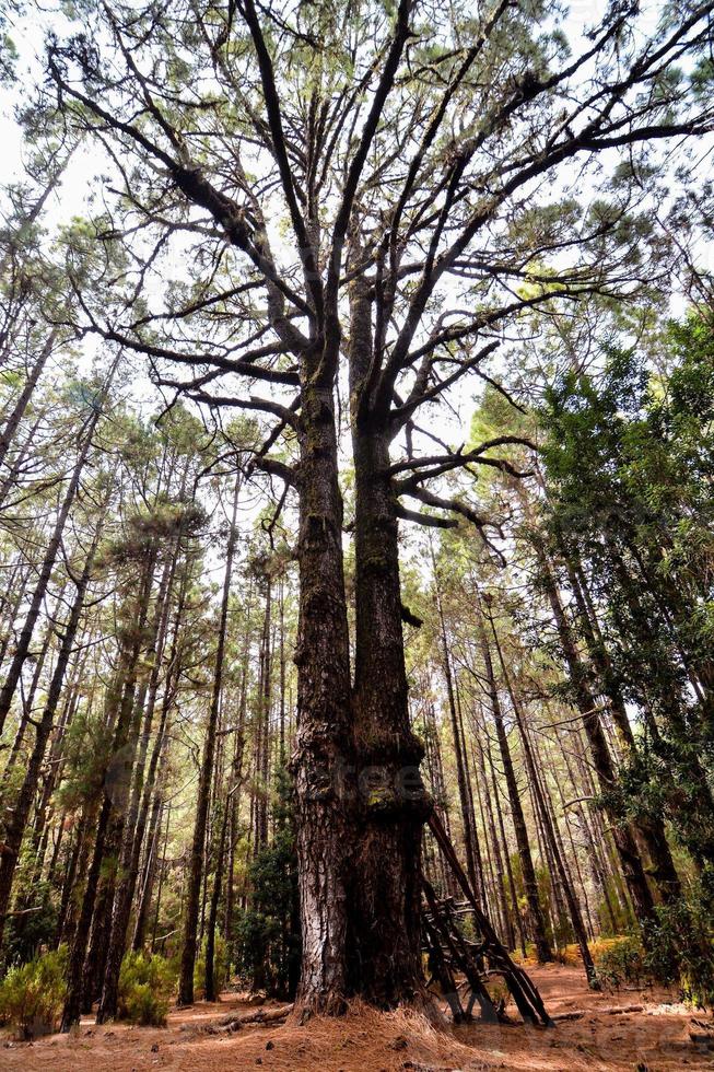 arbres dans la forêt photo