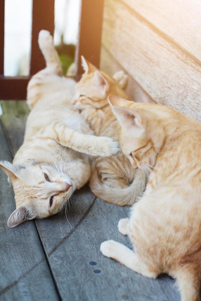 mère chat et chaton Orange rayé chat en train de dormir et se détendre sur en bois terrasse avec Naturel lumière du soleil photo