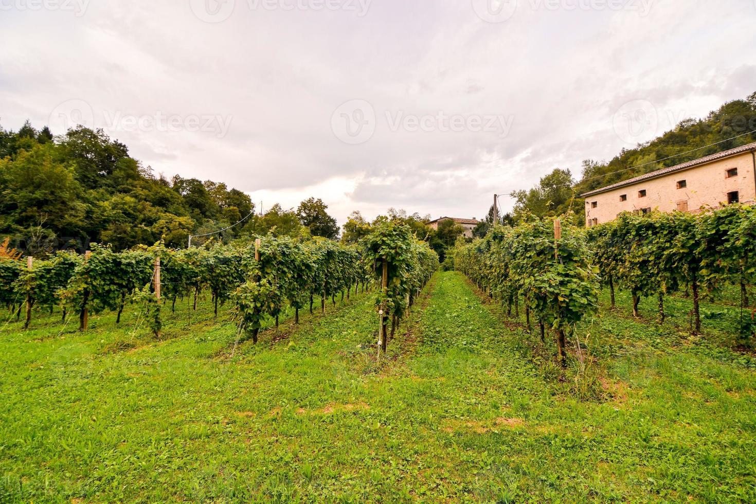 une vignoble paysage photo