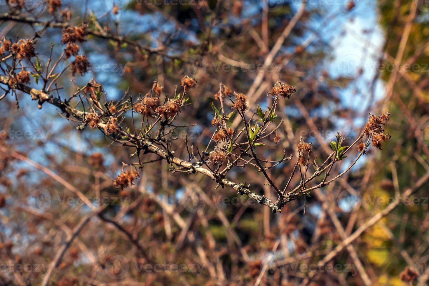le premier printemps vert feuilles de le beauté buisson. Latin Nom kolkwitzia amabilis photo