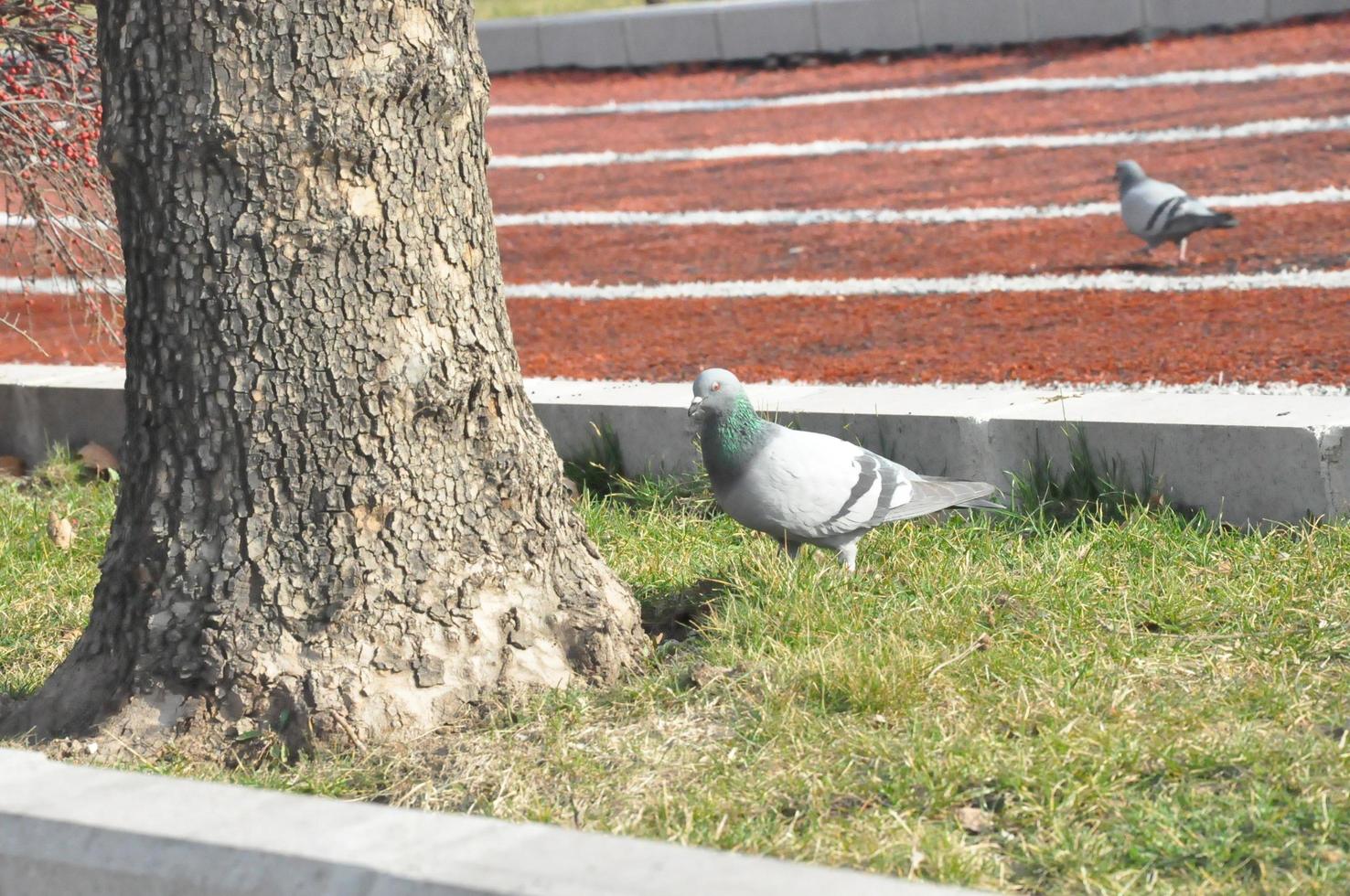 pigeons sur le sol et dans le air photo