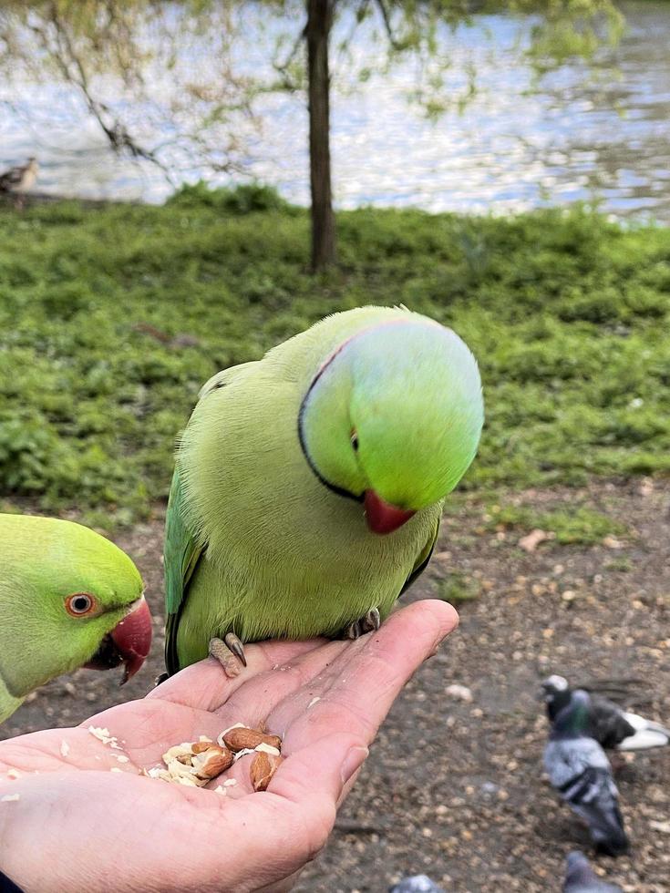 une vue d'une perruche à collier photo