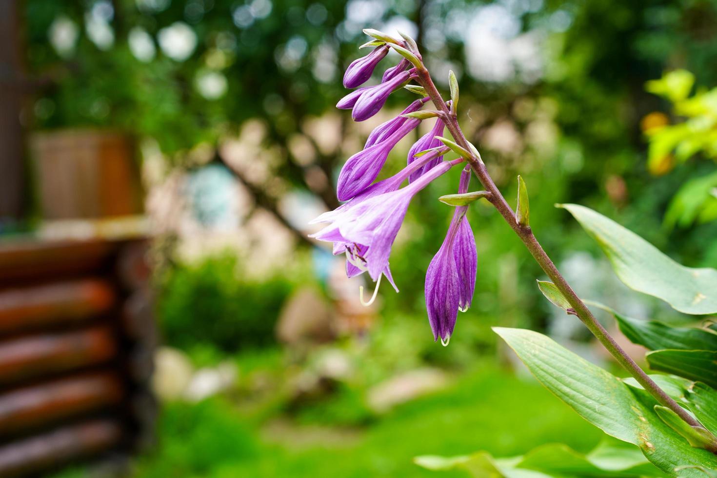 fleurs violettes dans un parterre de fleurs dans un jardin photo