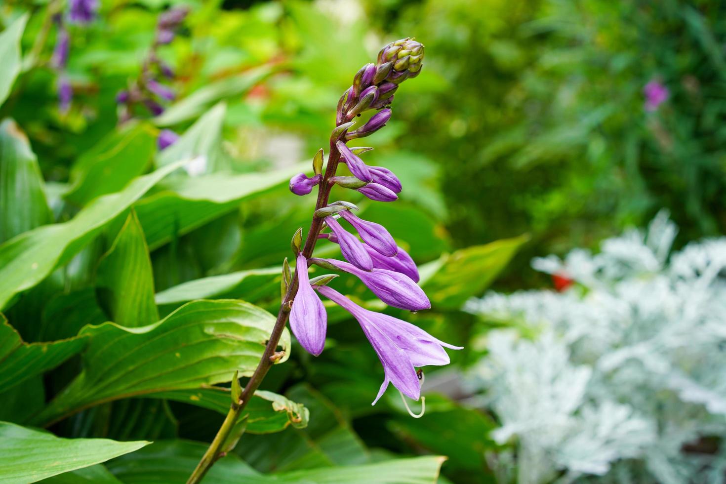 fleurs violettes dans un parterre de fleurs dans un jardin photo