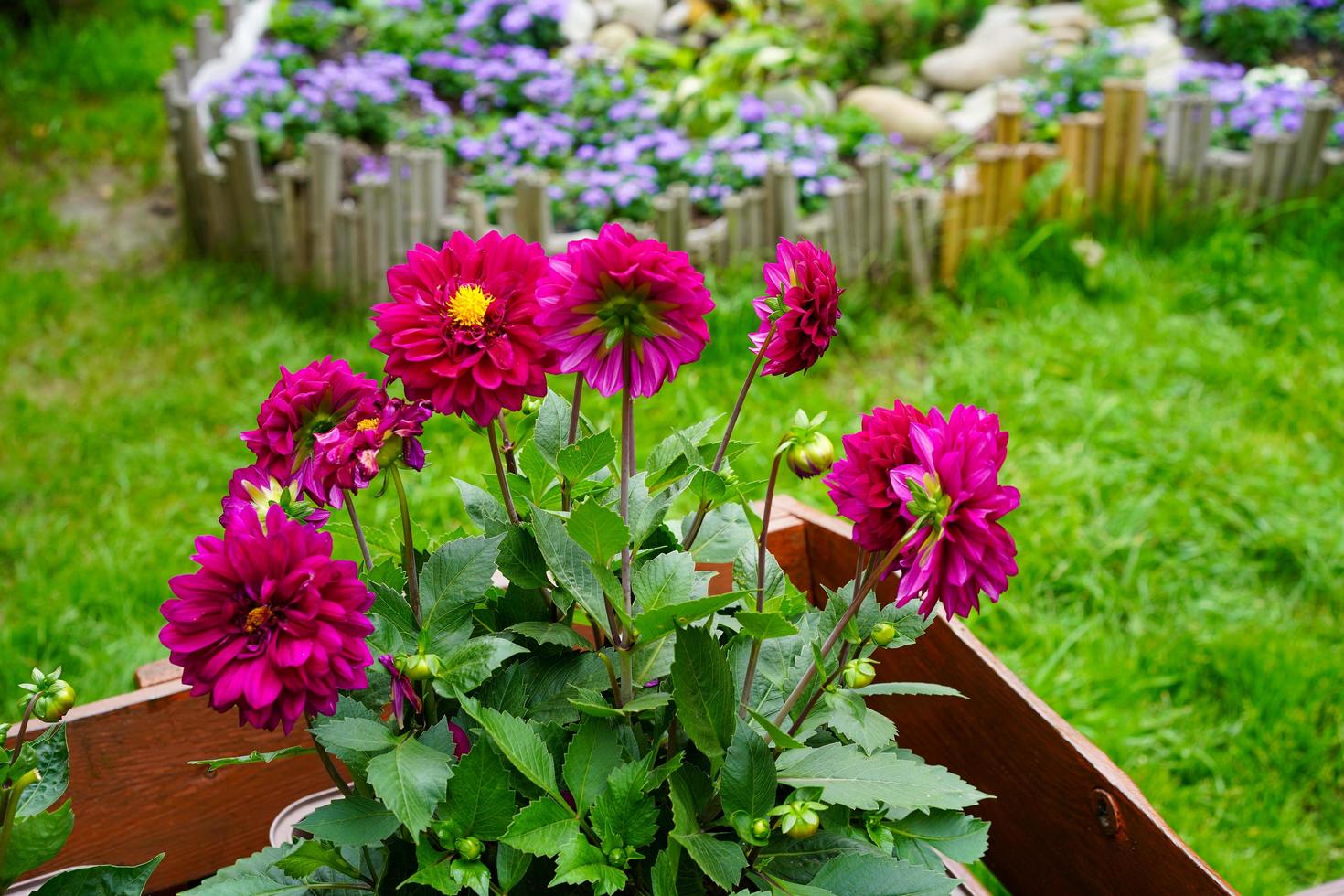 Dahlias rouges dans un parterre de fleurs dans un jardin photo