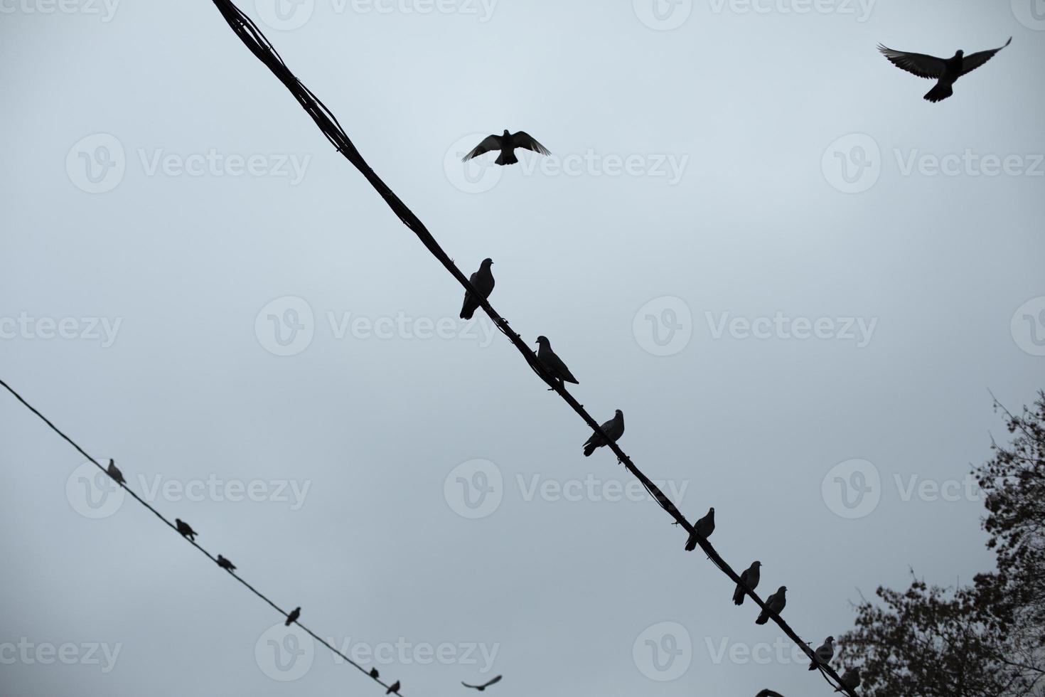 les pigeons sont assis sur le fil. silhouettes d'oiseaux sur fil électrique. détails de la vie des oiseaux urbains. photo