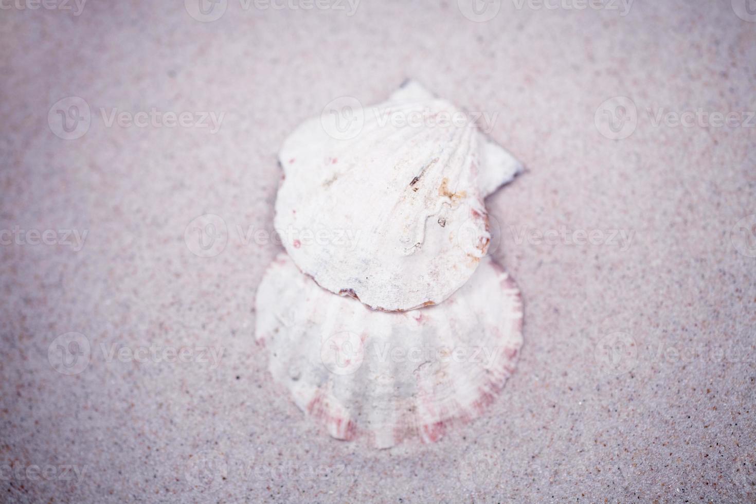 coquille le sable Contexte photo